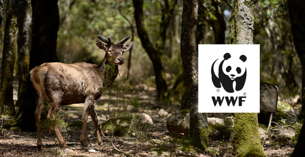 FlowPay insieme al WWF per rendere il Natale 2022 ancora più speciale